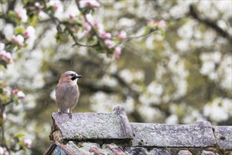 Eurasian jay