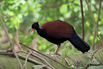 Pheasant pigeon