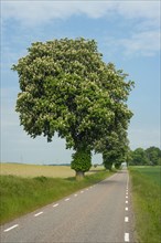 Flowering chestnut trees at country road among farming fields at Baldringe