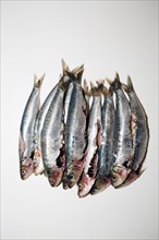 Gutted fresh sardines