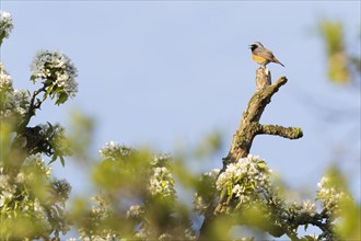 Common redstart