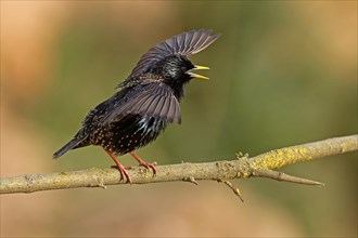 Starling