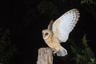 Young barn owl