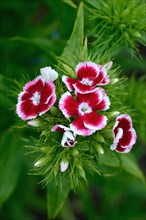 Flowering bearded carnation