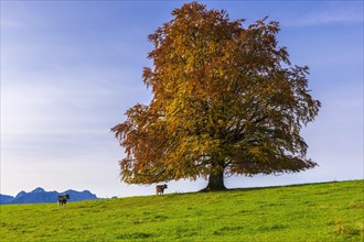 European Beech