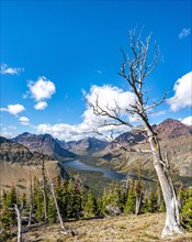 View of Two Medicine Lake with dead tree