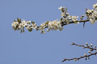 Flowering blackthorn