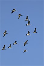 Barnacle geese