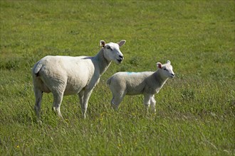 Ewe and lamb on the dike