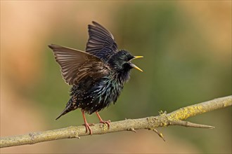 Starling