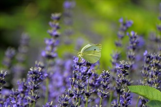 Lemon butterfly on lavender flower
