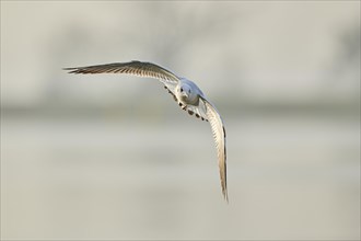 Black-headed gull