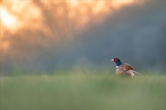Pheasant