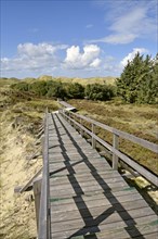 Trees and boardwalk in the dunes