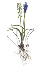 Flower and seed of the grape hyacinth