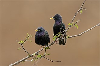 Starlings