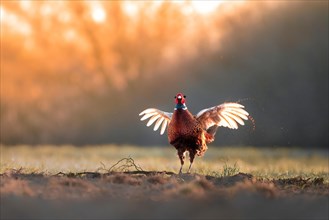 Pheasant