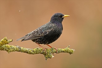 Starling