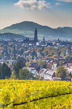 Freiburg Cathedral in autumn with vineyard