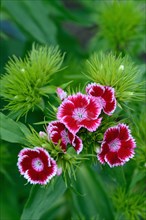 Flowering bearded carnation