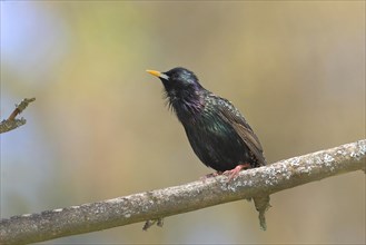 Starling