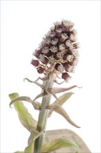 Flower of a common butterbur