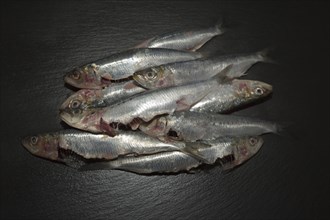 Gutted fresh sardines