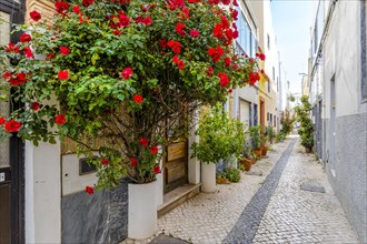 Red flowers and other plants decorating the narrow street of Olhao