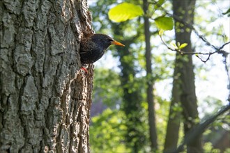 Starling