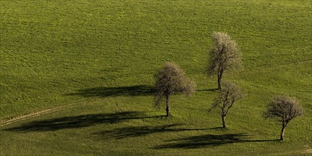 Old pear trees cast shade on the meadow