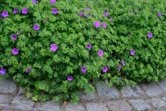 Geranium Tiny Monster