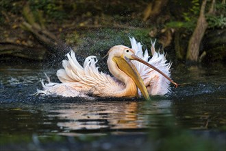 Great white pelican