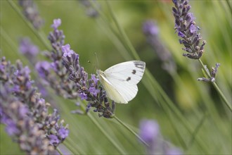 Cabbage white butterfly