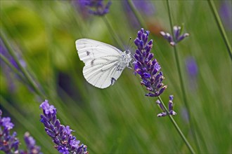 Cabbage white butterfly