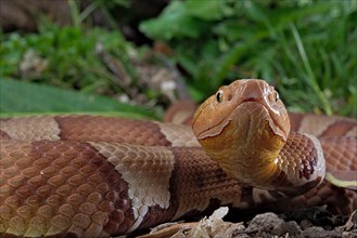 Broad-banded Copperhead