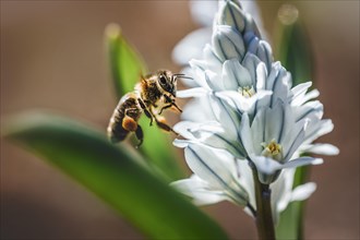 Honey bee approaching flower