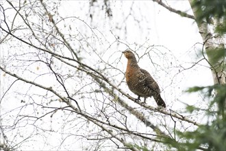 Western capercaillie