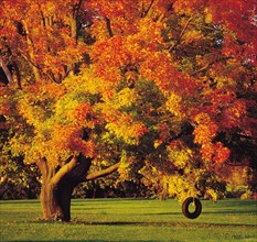 Tire swing