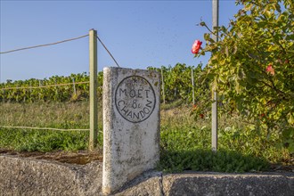 Vineyard boundary stone of the champagne company Moet & Chandon