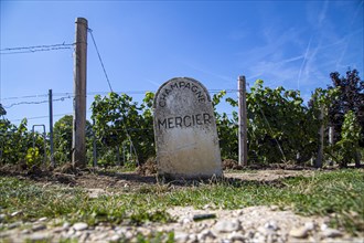 Vineyard with stone of the champagne house Mercier