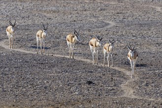 Herd of springboks