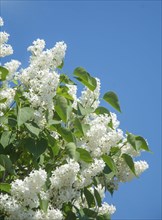 White lilac