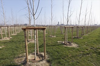 Newly planted birch trees