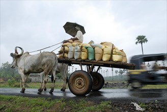 Ochsenkarren waehrend des Monsuns in der Naehe von Thrissur