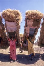 Woman carrying sheaves on head at Sasan Gir