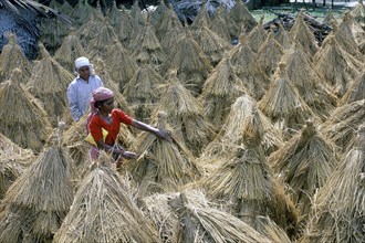 Rice Harvesting
