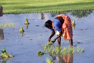 Woman transplanting rice plants