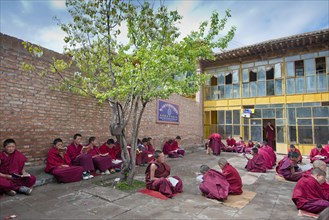 Young Tibetan novices in red monk robes reading religious texts
