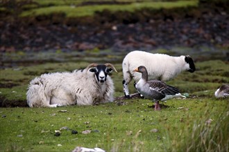 Sheep and Duck