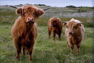 Scottish Highland Domestic Cattles
